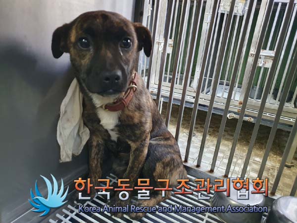 한국동물구조관리협회_411311202401016
