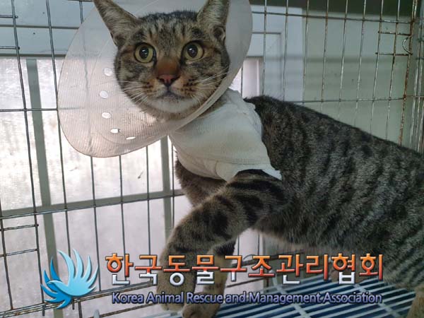 한국동물구조관리협회_441406202402147
