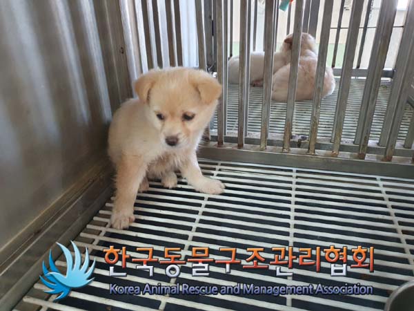 한국동물구조관리협회_441406202402148