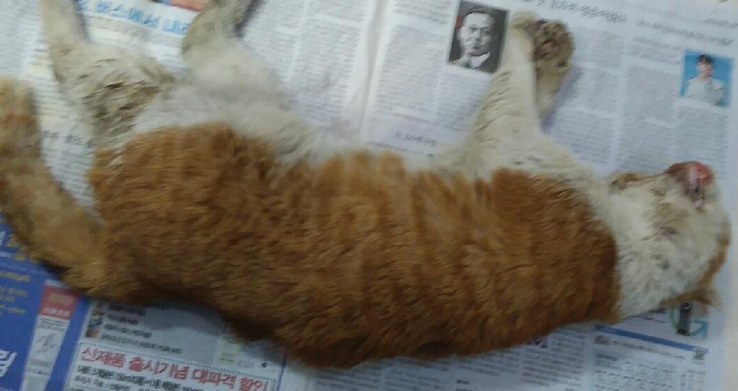 종료(자연사) 한국…