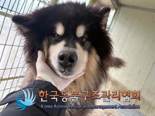 한국동물구조관리협회_441406202402149