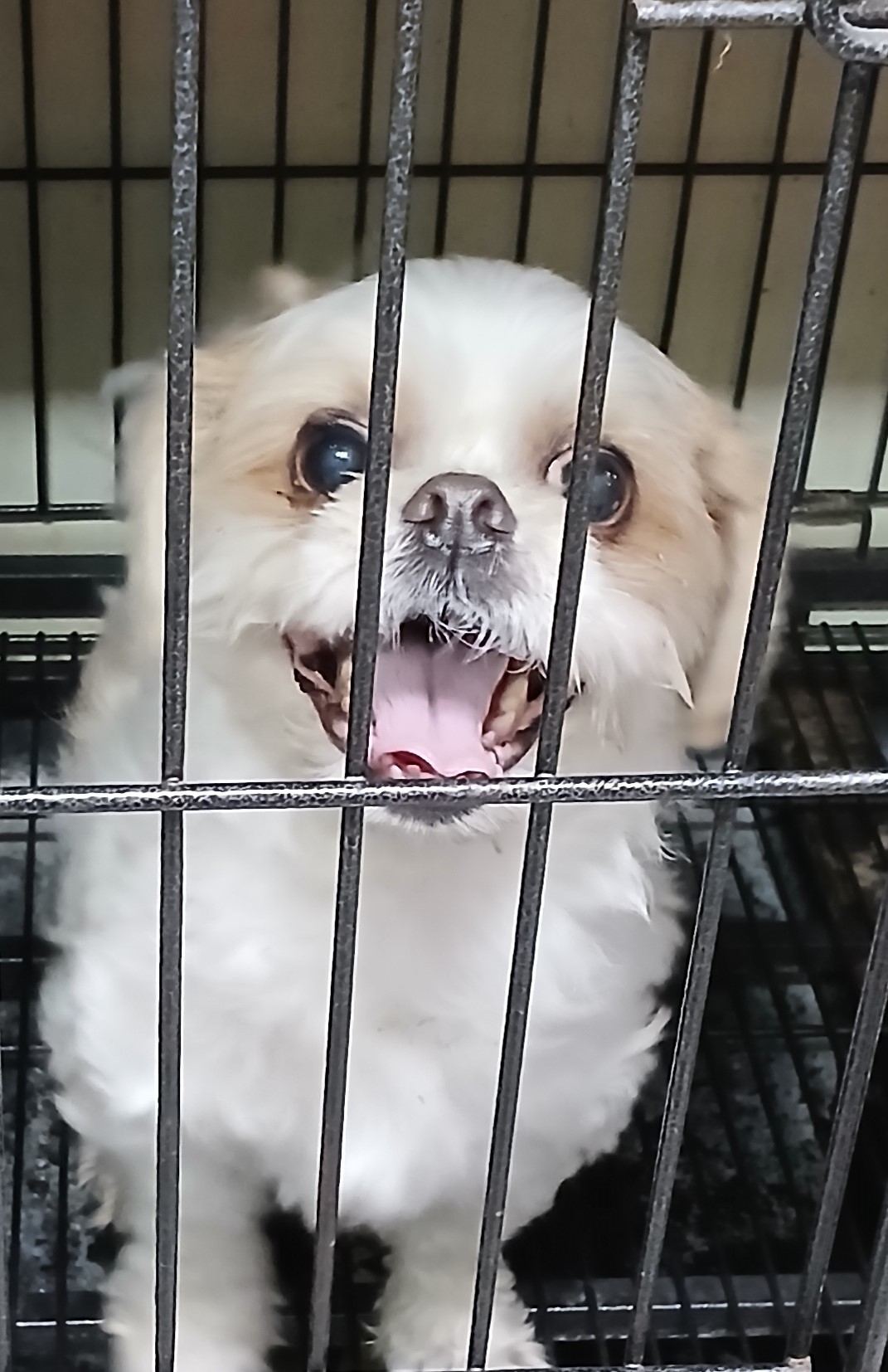 대구유기동물보호센터_427342202400936