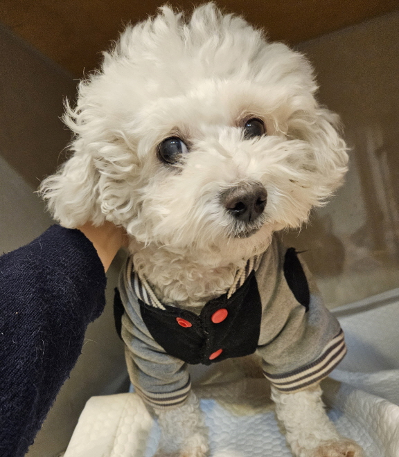 가나동물병원_441386202401870