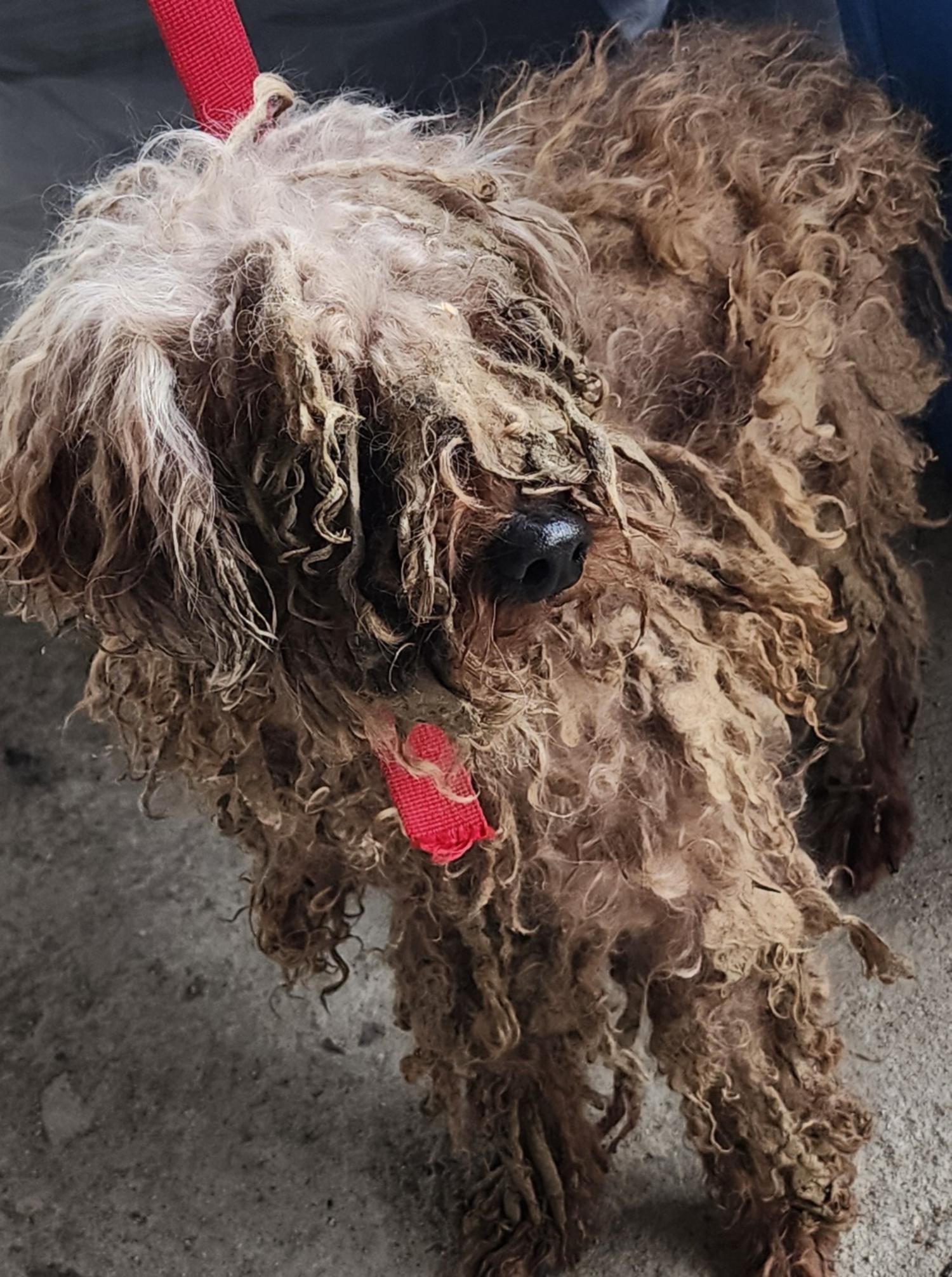 보호중 미니어쳐 푸…