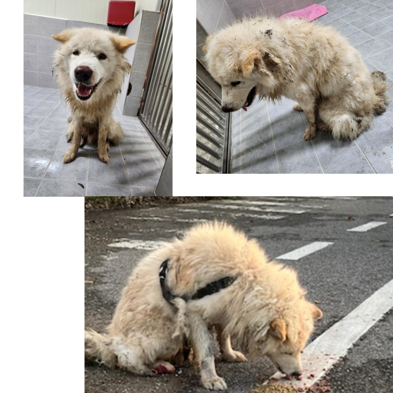 당진시동물보호소_444568202401322