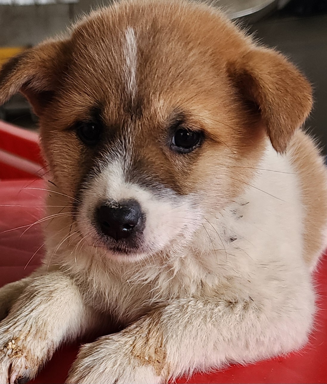 상주시 동물보호센터_447511202401861