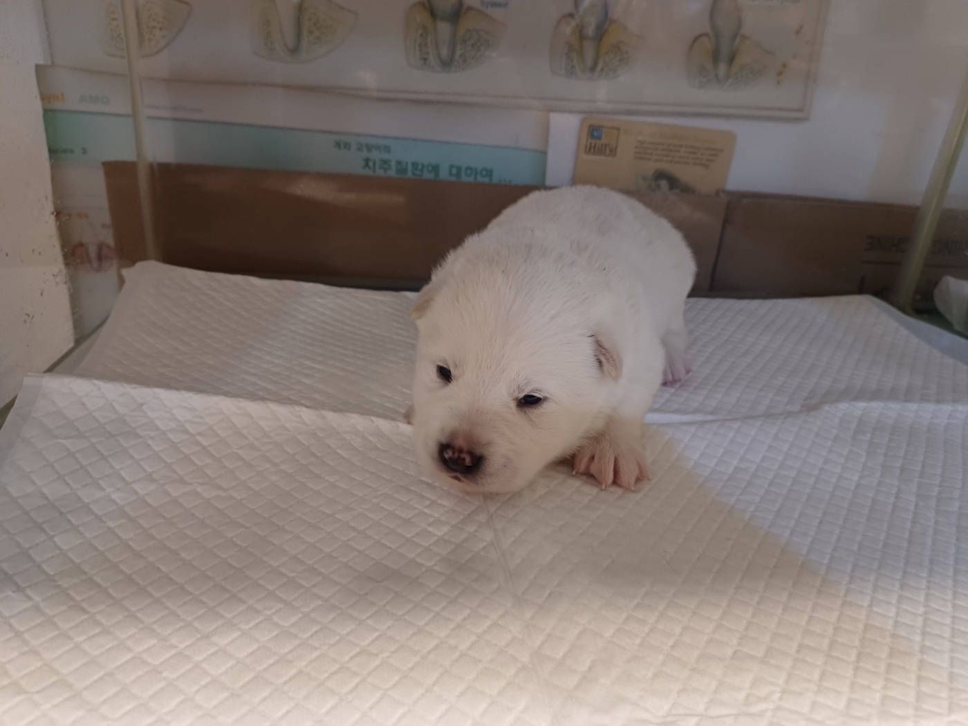 보호중 믹스견의 가…