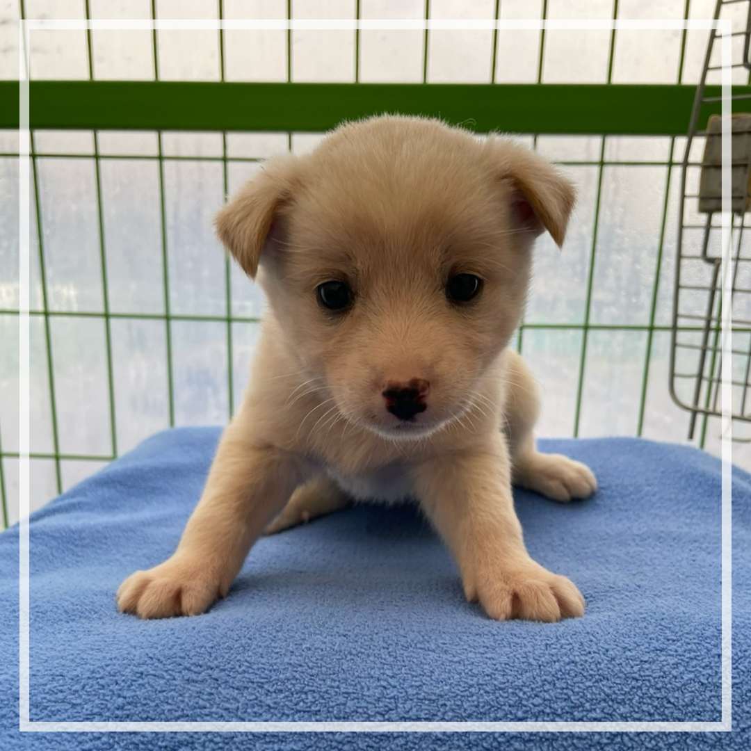 군산유기동물보호센터_445467202402458
