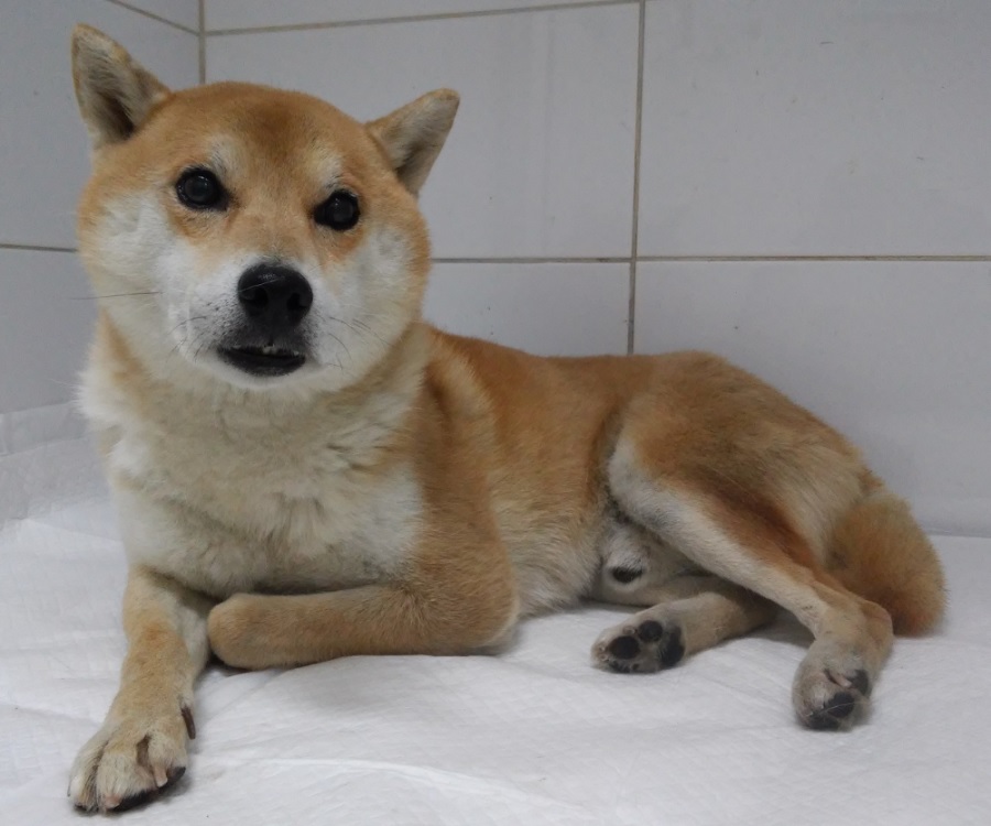 산타클라라동물병원_431369202400728