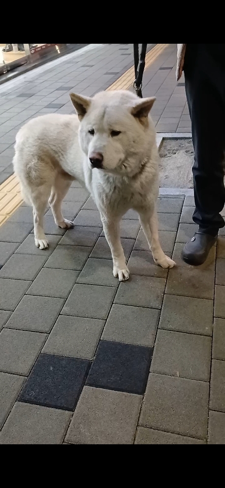 충주시동물보호센터_443439202400868