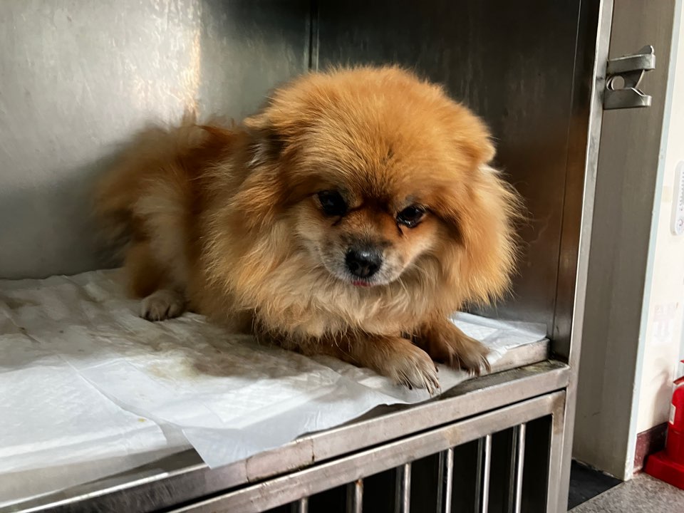 광주 동물보호소_429362202401057