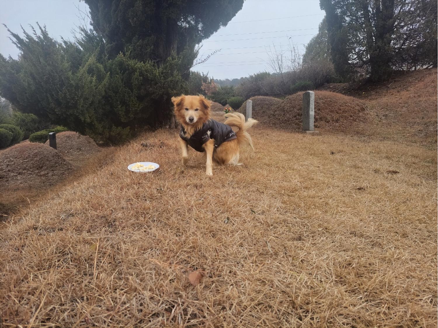 고양시동물보호센터_441394202402529