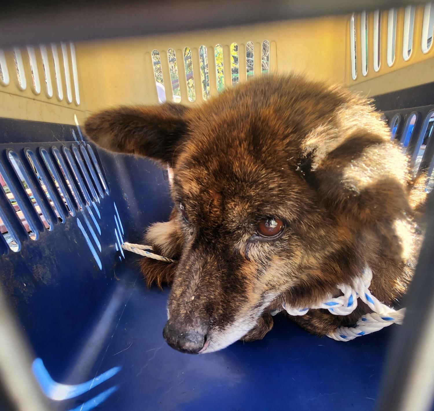 보호중 믹스견의 가…