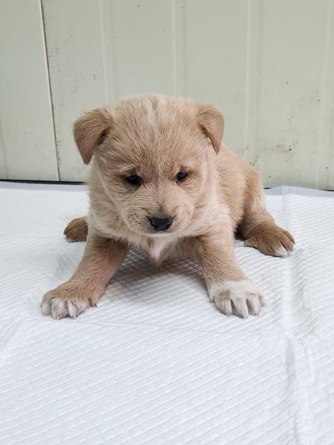 영주시 동물보호센터_447509202400358