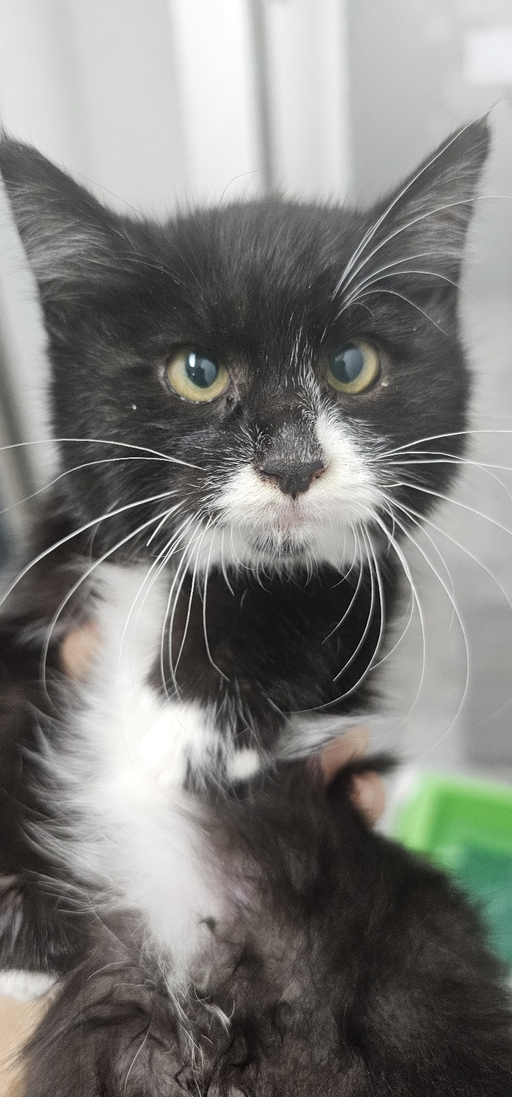 보호중 한국 고양이…