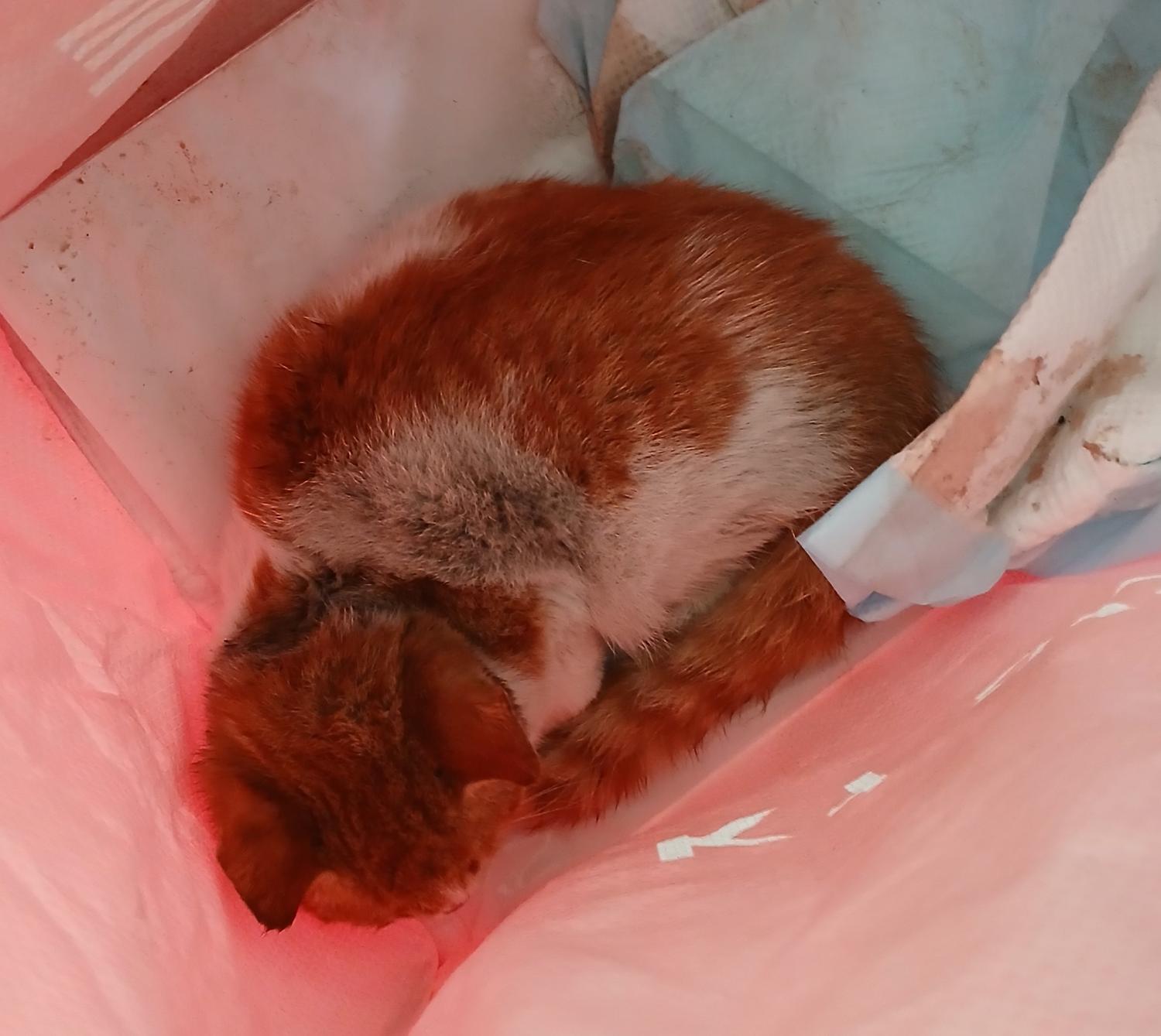 대구유기동물보호협회_427345202400824