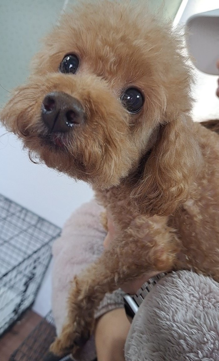수원시 동물보호센터_441374202401532