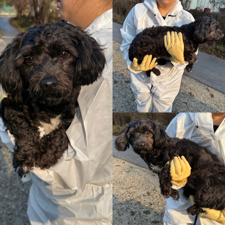당진시동물보호소_444568202401323