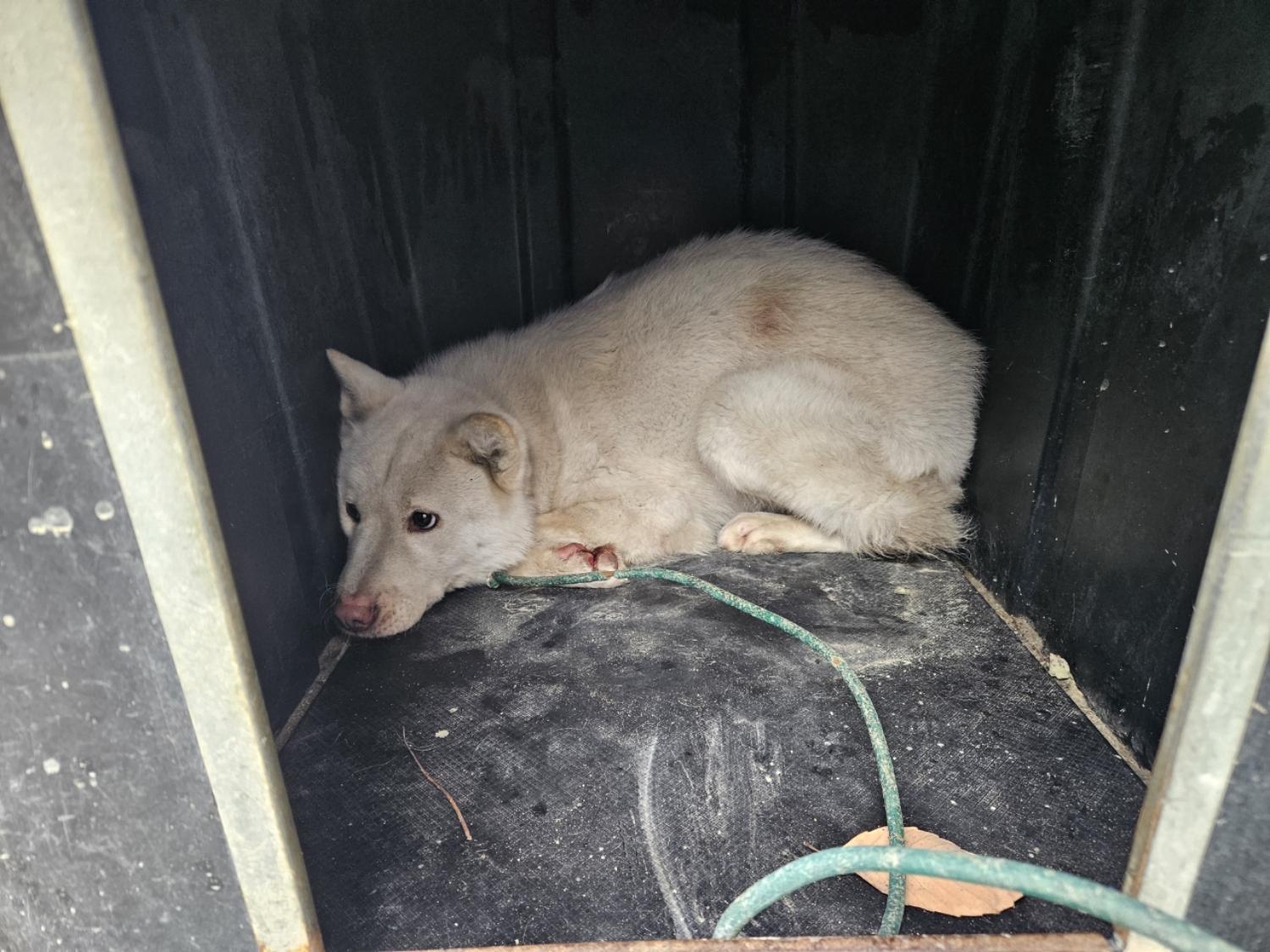 종료(반환) 믹스견…