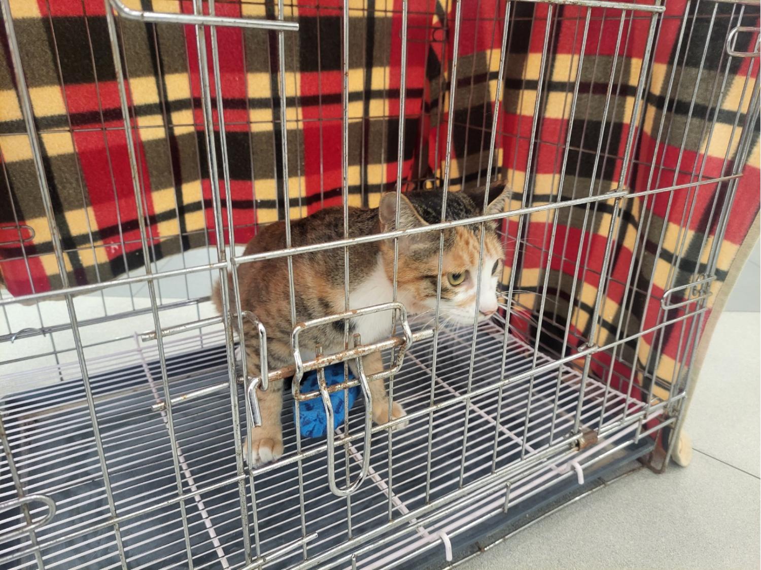 보호중 한국 고양이…