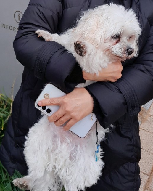 종료(반환) 말티즈…