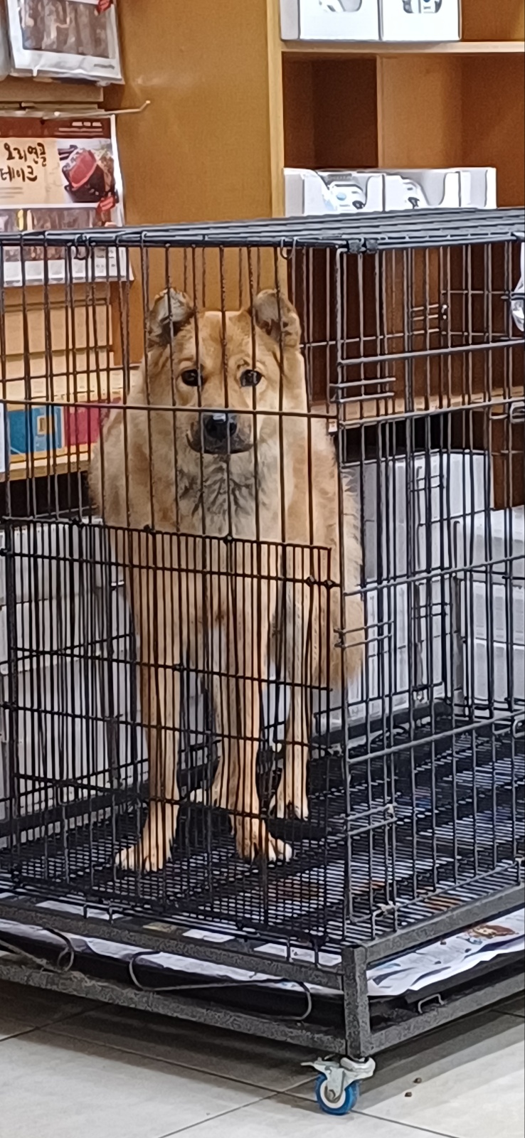 강현림동물병원_411320202400733