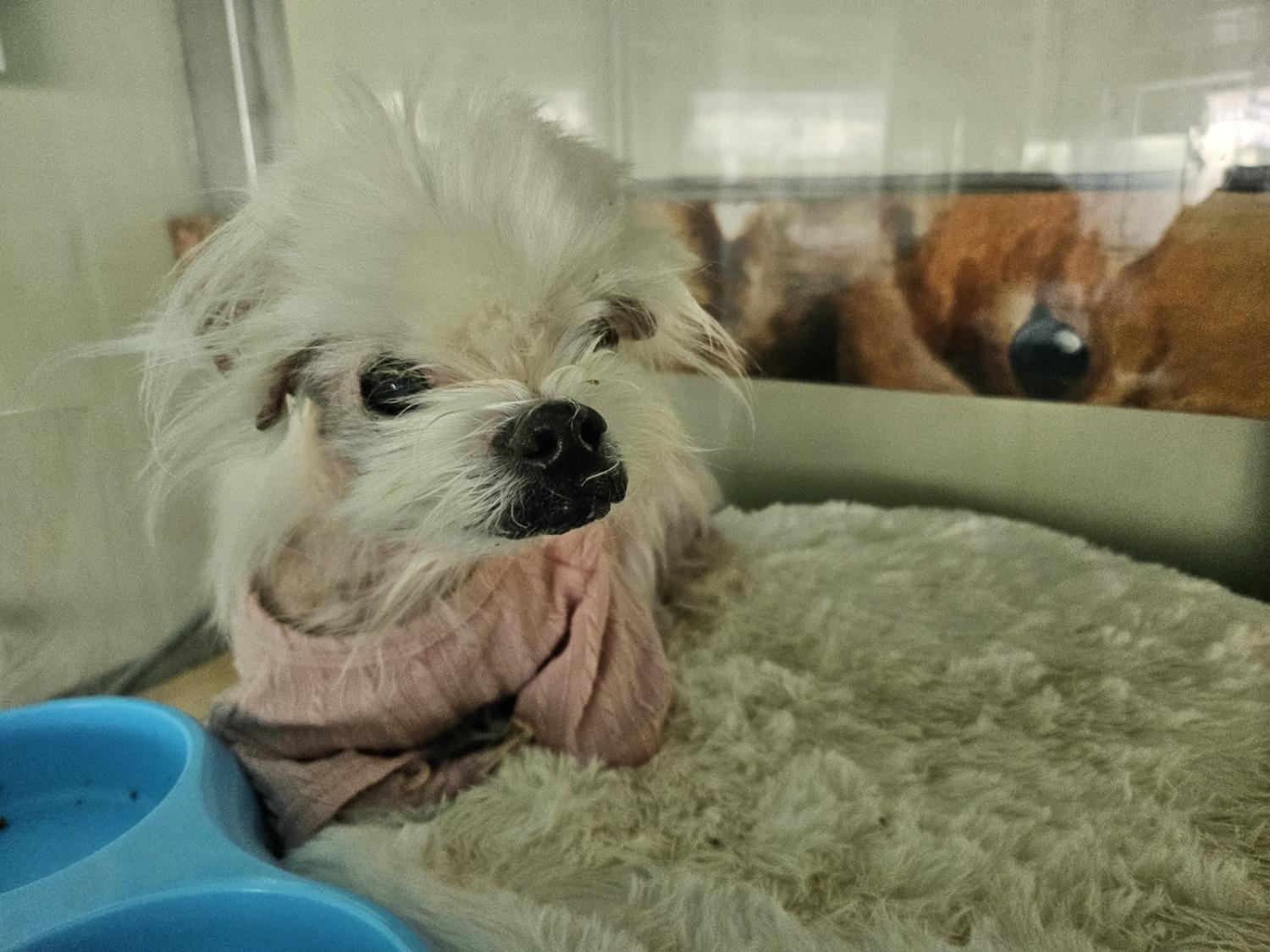거제시유기동물보호소_448537202401261