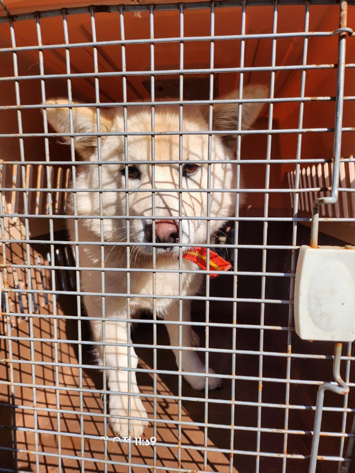 종료(반환) 믹스견…