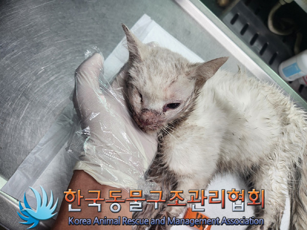 한국동물구조관리협회_411316202400904