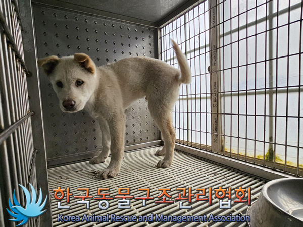 한국동물구조관리협회_411310202400676