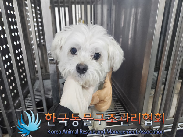 한국동물구조관리협회_441382202400825