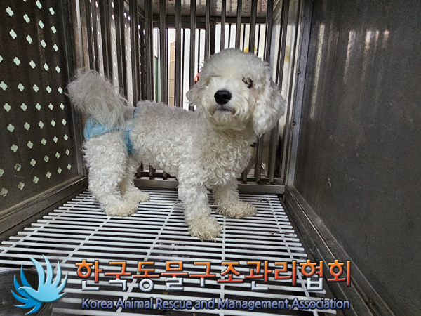 한국동물구조관리협회_441382202400826