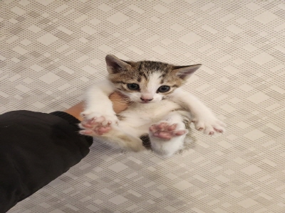 동부유기동물보호협회_426333202400713