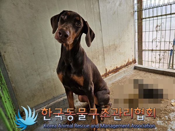 한국동물구조관리협회_441382202400829