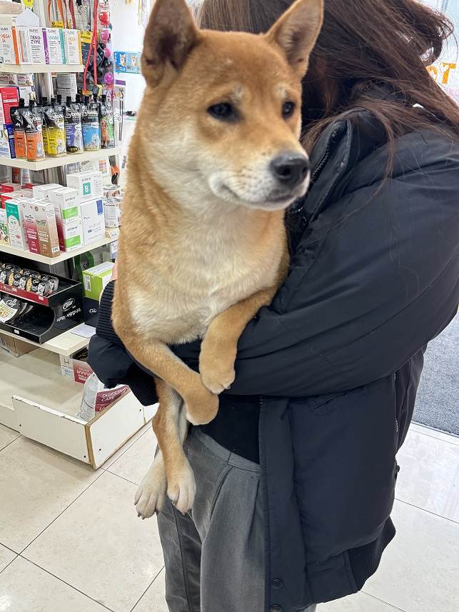 펫토이동물병원_411302202400919
