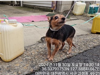 대전동물보호센터_430366202400732
