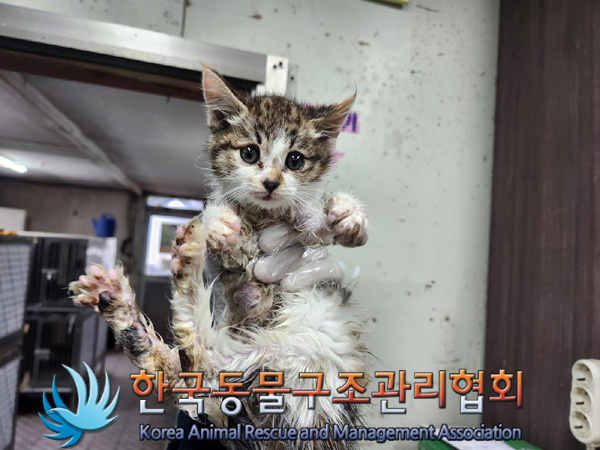 한국동물구조관리협회_441559202401392