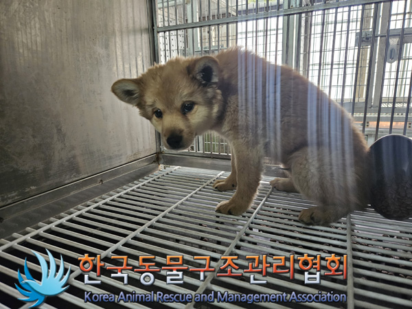 한국동물구조관리협회_441560202401405