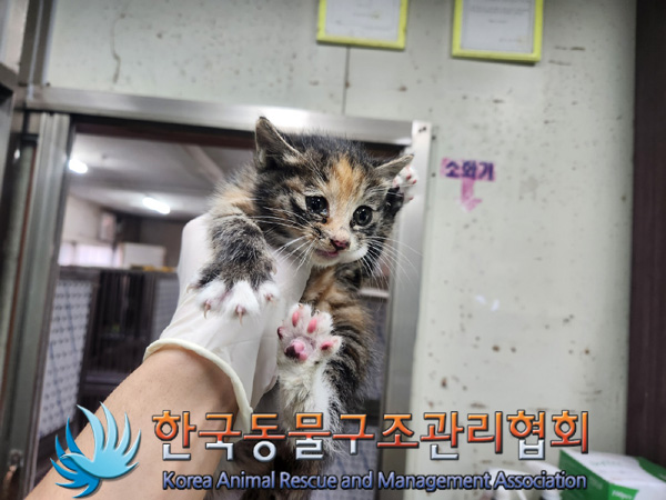 한국동물구조관리협회_411300202400573