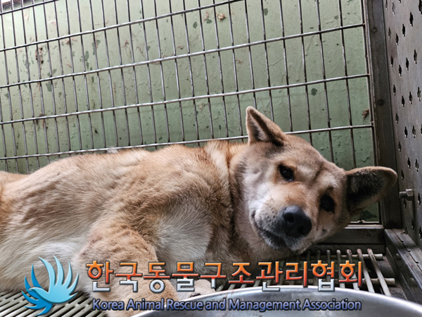 한국동물구조관리협회_441560202401406