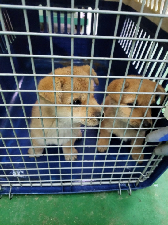 함안군유기동물보호소_448540202401112