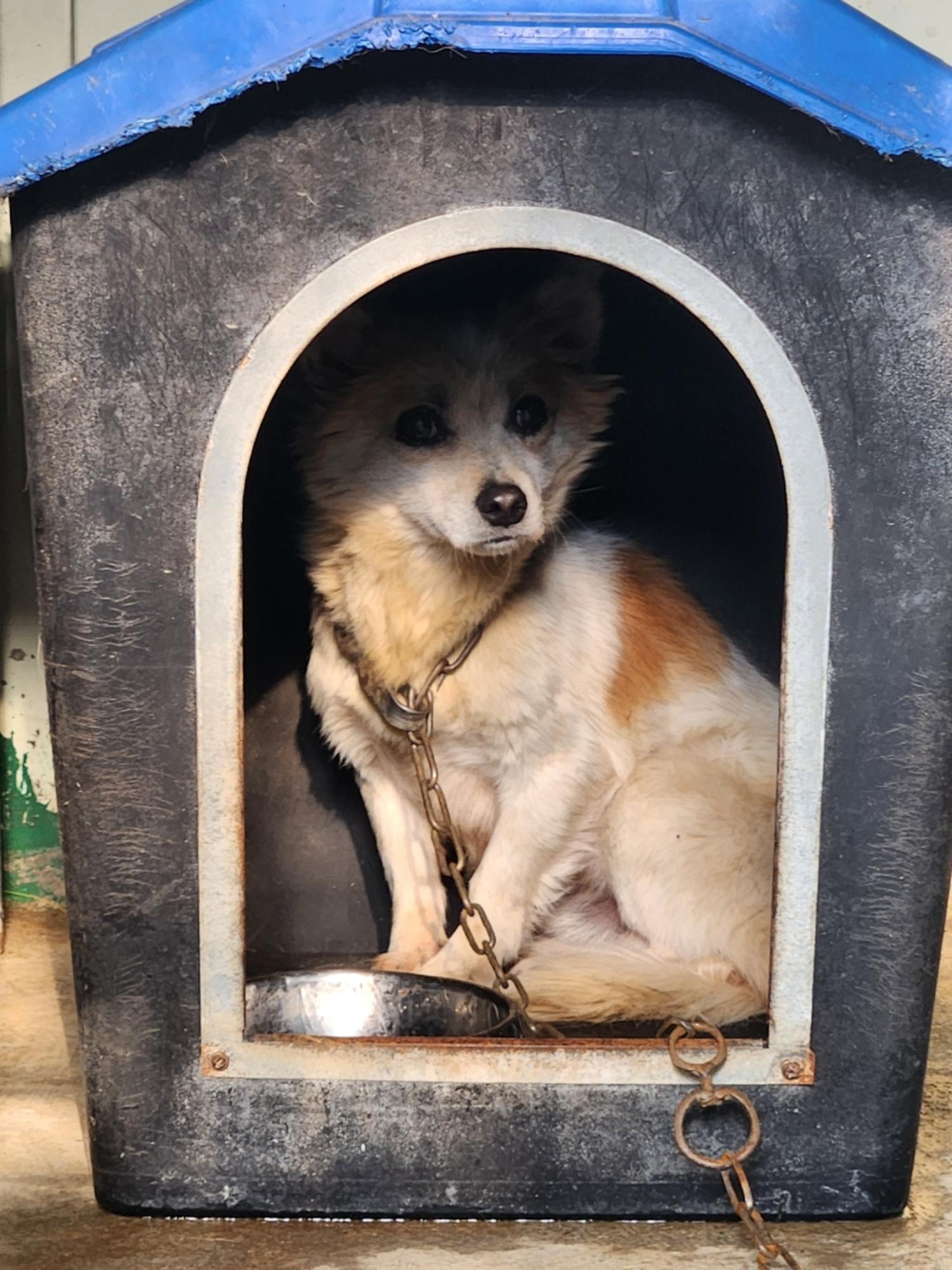 예천군유기동물보호소_447523202400557