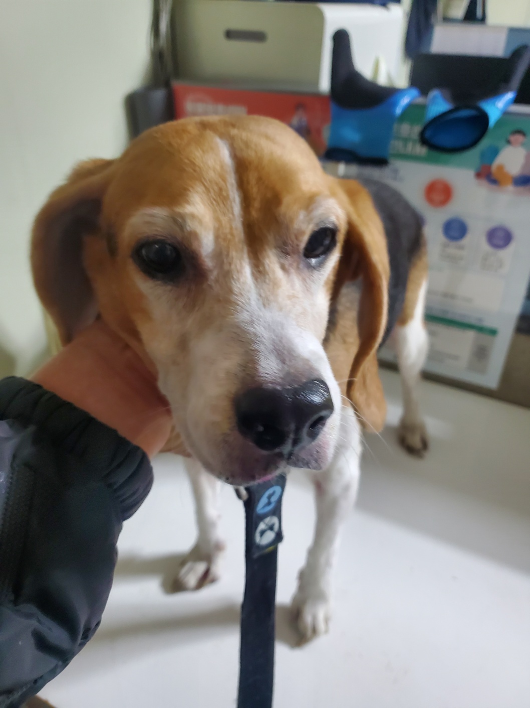 종료(반환) 비글의…