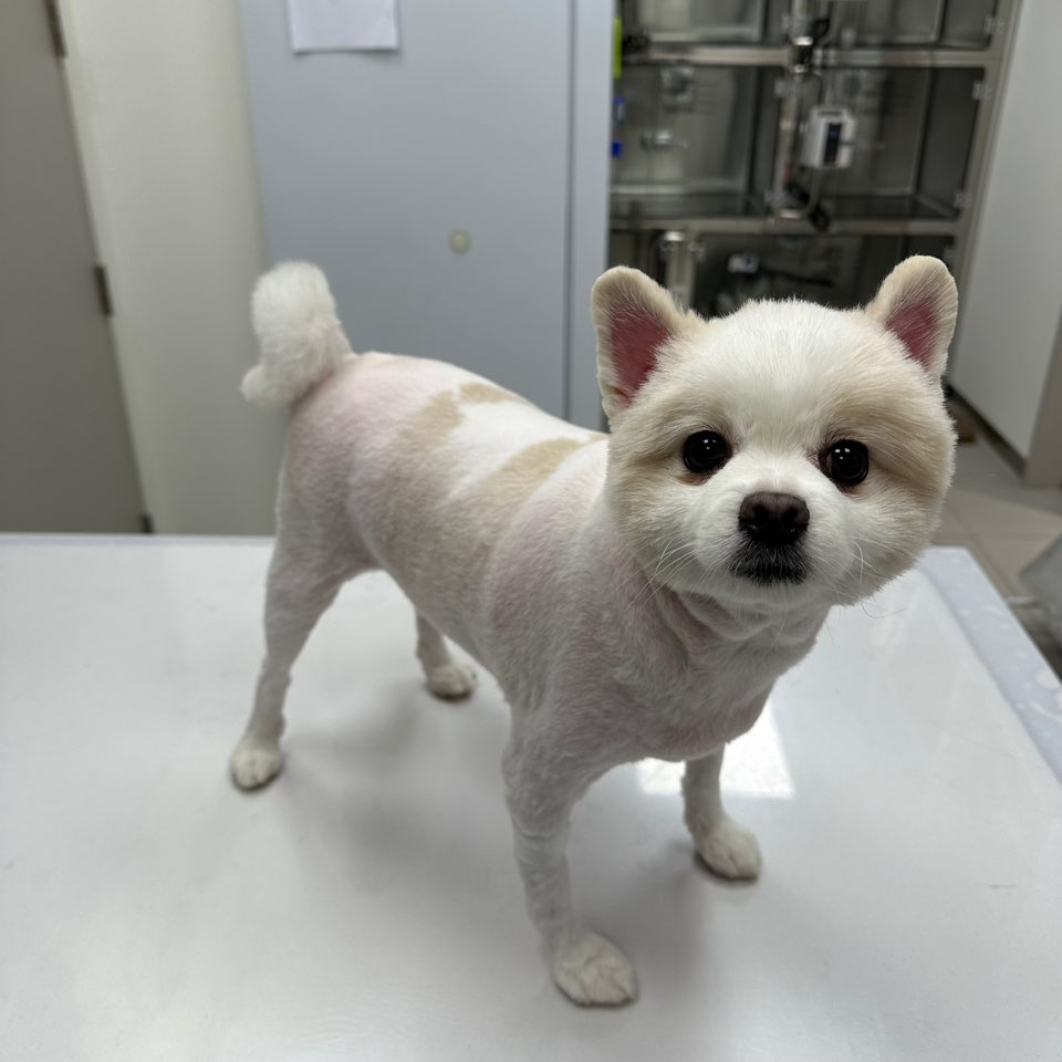 종료(반환) 포메라…