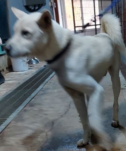 함양군위탁보호소_448546202400578