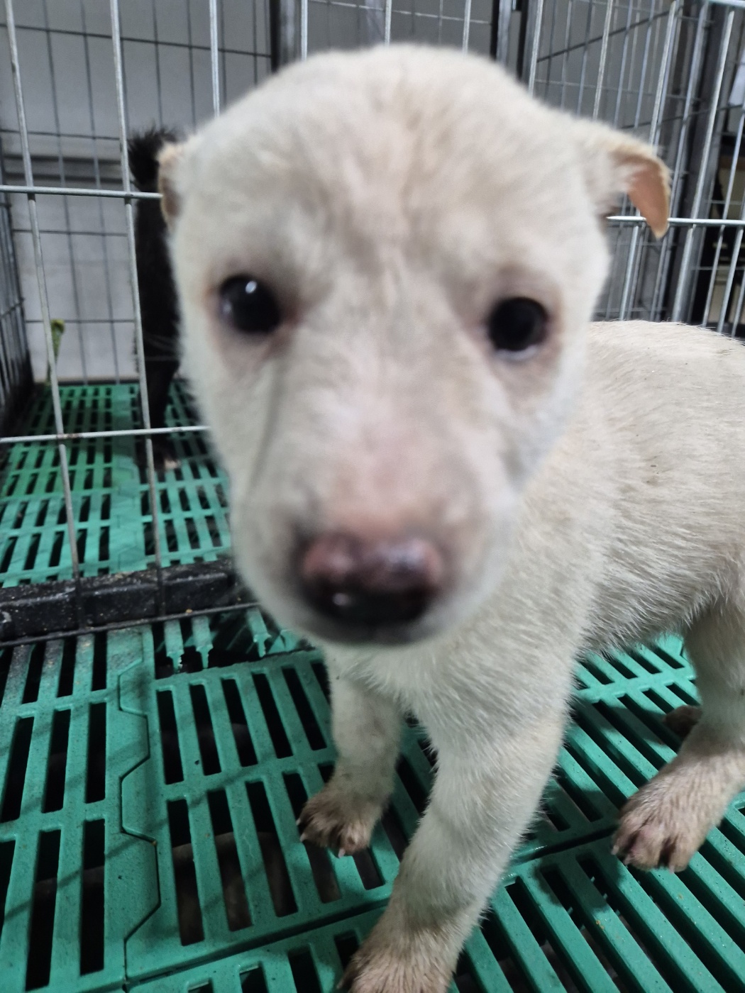 보호중 믹스견의 가…