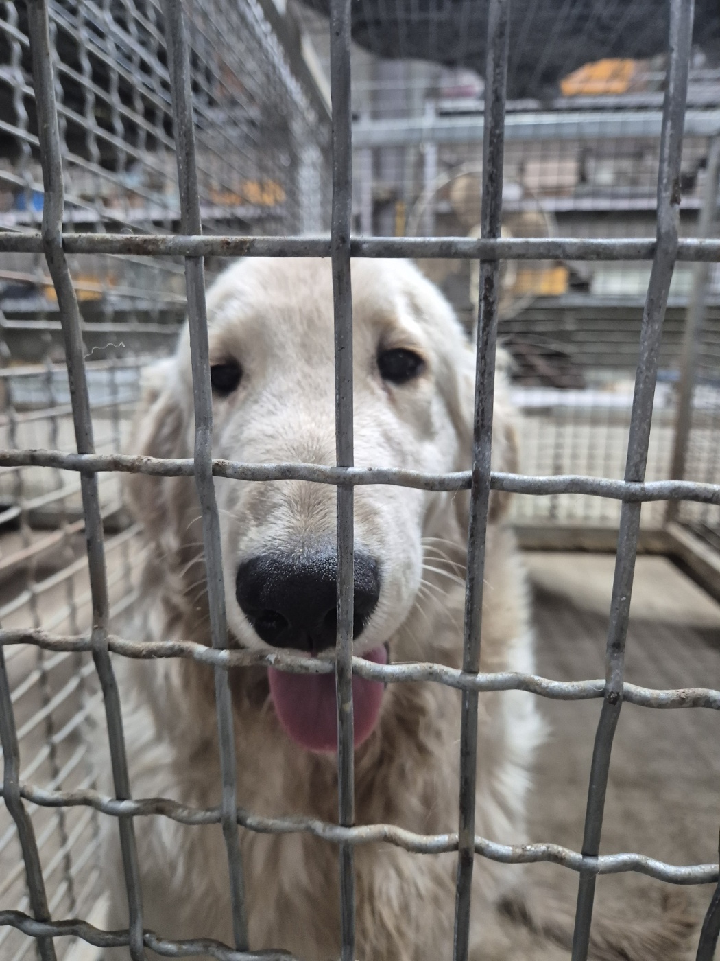 종료(기증) 골든 …