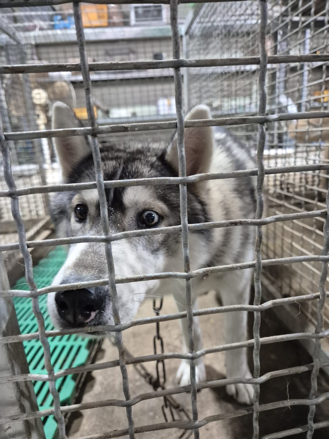 남양동물보호센터_441553202404094