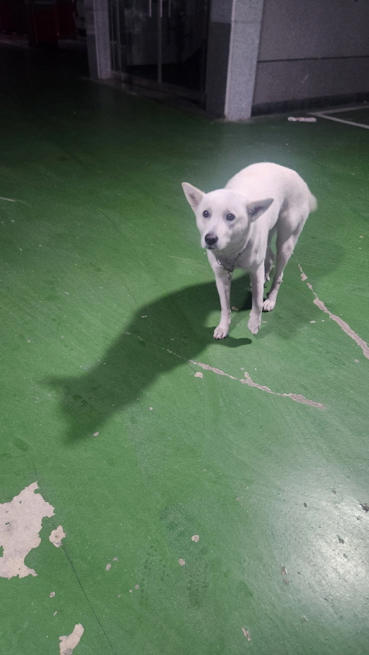 종료(반환) 진도견…