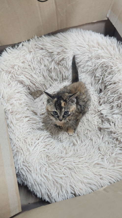 보호중 한국 고양이…